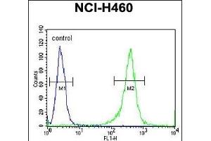 FMR1 Antibody (N-term) (ABIN390866 and ABIN2841083) flow cytometric analysis of NCI- cells (right histogram) compared to a negative control cell (left histogram).