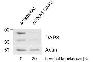ABIN2562142 (1µg/ml) staining of HeLa lysate (control in left lane and after si-RNA-mediated DAP3 knock-down expresson in right lane) (35µg protein in RIPA buffer). (DAP3 抗体  (C-Term))
