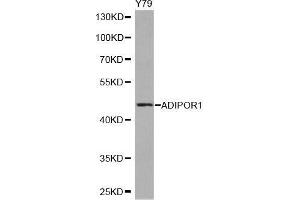 Western blot analysis of extracts of Y79 cell line, using ADIPOR1 antibody. (Adiponectin Receptor 1 抗体  (AA 1-136))