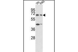 Western blot analysis of SHP2 Antibody  (ABIN6243732 and ABIN6579046) in 293, K562 cell line lysates (35 μg/lane). (PTPN11 抗体  (AA 526-551))