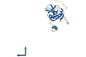 Protein Structure (PS) image for C-Type Lectin Domain Family 7, Member A (CLEC7A) (AA 1-244) protein (His tag) (ABIN7558095)