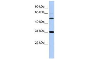 Image no. 1 for anti-Peptidase Inhibitor 16 (PI16) (C-Term) antibody (ABIN6743848) (PI16 抗体  (C-Term))