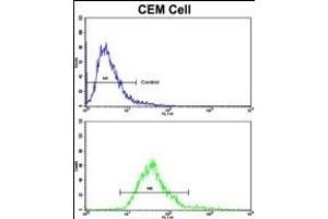 Flow cytometric analysis of CEM cells using MGMT Antibody (C-term)(bottom histogram) compared to a negative control cell (top histogram). (MGMT 抗体  (C-Term))