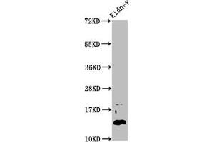 DPPA5 antibody  (AA 1-116)