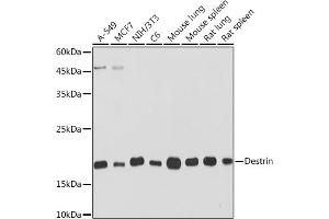 Western blot analysis of extracts of various cell lines, using Destrin Rabbit mAb (ABIN7266742) at 1:1000 dilution. (Destrin 抗体)
