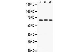 Western Blotting (WB) image for anti-Secreted phosphoprotein 1 (SPP1) (AA 281-314), (C-Term) antibody (ABIN3043353) (Osteopontin 抗体  (C-Term))