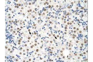Image no. 1 for anti-Non-POU Domain Containing, Octamer-Binding (NONO) (C-Term) antibody (ABIN202613) (NONO 抗体  (C-Term))