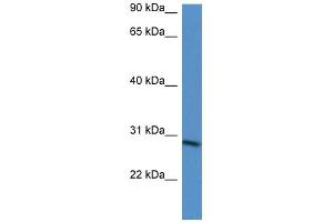 WB Suggested Anti-BARX2 Antibody Titration:  0. (BARX Homeobox 2 抗体  (N-Term))