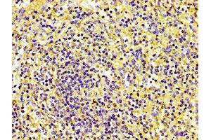 IHC image of ABIN7147154 diluted at 1:100 and staining in paraffin-embedded human spleen tissue performed on a Leica BondTM system.