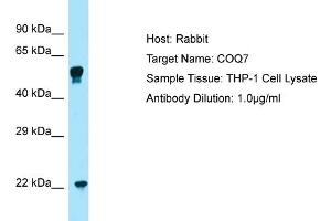 Host: RabbitTarget Name: COQ7Antibody Dilution: 1. (Coq7 抗体  (C-Term))