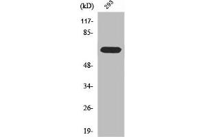 Western Blot analysis of 293 cells using RPAP2 Polyclonal Antibody