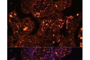 Immunofluorescence analysis of Human placenta using LAIR2 Polyclonal Antibody at dilution of 1:100. (LAIR2 抗体)