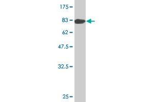 Western Blotting (WB) image for anti-Tyrosyl-tRNA Synthetase (Yars) (AA 1-528) antibody (ABIN563694)