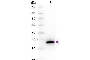 Western Blot of Sheep anti-Malate Dehydrogenase antibody. (Malate Dehydrogenase (MDH) 抗体)