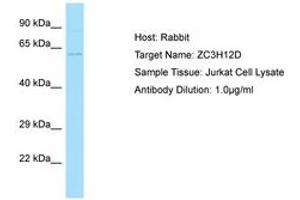 Image no. 1 for anti-Zinc Finger CCCH-Type Containing 12D (ZC3H12D) (AA 389-438) antibody (ABIN6750025) (ZC3H12D 抗体  (AA 389-438))