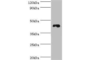 Western blot All lanes: DRD3 antibody at 6 μg/mL + HepG2 whole cell lysate Secondary Goat polyclonal to rabbit IgG at 1/10000 dilution Predicted band size: 45, 41 kDa Observed band size: 45 kDa (DRD3 抗体  (AA 213-329))