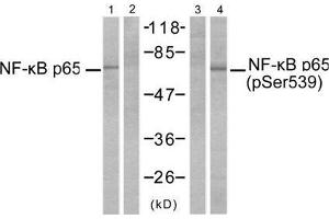 Western blot analysis of extracts from MDA-MB-231 cells, untreated or treated with TNF-α (20ng/ml, 10min) using NF-κB p65 (Ab-529) antibody (E021210, Line 1 and 2) and NF-κB p65 (phospho-Ser529) antibody (E011217, Line 3 and 4). (NF-kB p65 抗体)