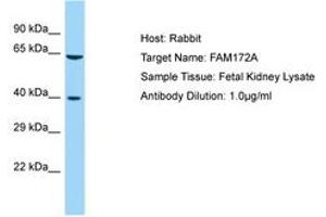 Image no. 1 for anti-Family with Sequence Similarity 172, Member A (Fam172a) (AA 170-219) antibody (ABIN6750196) (Fam172a 抗体  (AA 170-219))