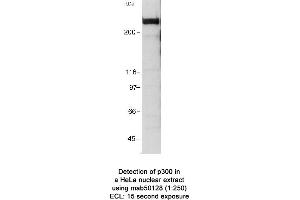 Image no. 1 for anti-E1A Binding Protein P300 (EP300) (AA 1572-2371) antibody (ABIN363282) (p300 抗体  (AA 1572-2371))