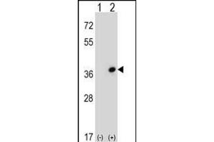 Western blot analysis of CDC42EP3 (arrow) using rabbit polyclonal CDC42EP3 Antibody (N-term) (ABIN652721 and ABIN2842477). (CDC42EP3 抗体  (N-Term))