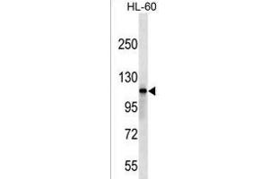 SIK2 Antibody (Center) (ABIN1538321 and ABIN2849628) western blot analysis in HL-60 cell line lysates (35 μg/lane).