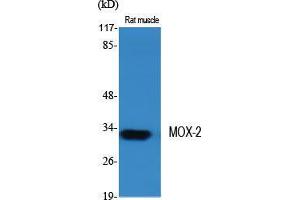 Western Blot (WB) analysis of specific cells using MOX-2 Polyclonal Antibody. (NOX3 抗体  (Internal Region))