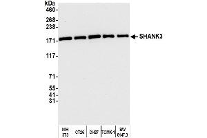 Western Blotting (WB) image for anti-SH3 and Multiple Ankyrin Repeat Domains 3 (SHANK3) (AA 1475-1525) antibody (ABIN7449919)