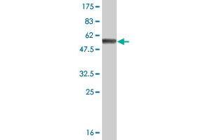 Western Blot detection against Immunogen (57. (FBXO6 抗体  (AA 1-293))