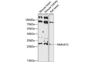 Western blot analysis of extracts of various cell lines, using NMN antibody (ABIN7268910) at 1:3000 dilution. (NMNAT3 抗体  (AA 1-215))