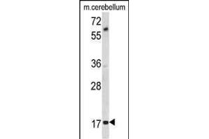 Western blot analysis of MOBP Antibody (N-term) (ABIN390900 and ABIN2841107) in mouse cerebellum tissue lysates (35 μg/lane).