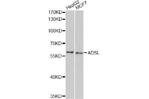 Western blot analysis of extracts of various cell lines, using ADSL antibody. (Adenylosuccinate Lyase 抗体)