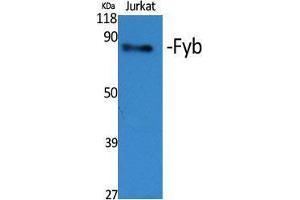 Western Blot (WB) analysis of specific cells using Fyb Polyclonal Antibody. (FYB 抗体  (C-Term))