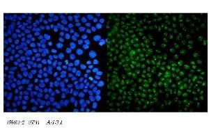 anti-Ubiquitin Specific Peptidase 44 (USP44) (AA 211-712) antibody