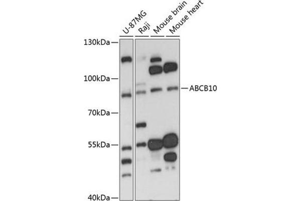 ABCB10 抗体  (AA 230-300)