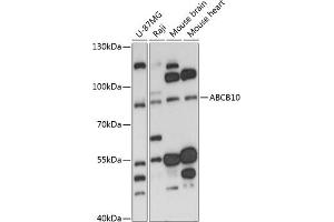 Western blot analysis of extracts of various cell lines, using  antibody (ABIN6129849, ABIN6136345, ABIN6136346 and ABIN6217907) at 1:3000 dilution. (ABCB10 抗体  (AA 230-300))