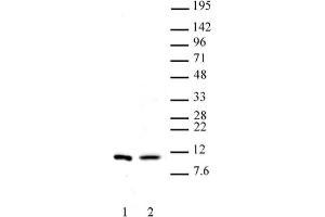 Histone H4 dimethyl Arg3 symmetric pAb tested by Western blot. (Histone H4 抗体  (2meArg3 (symetric)))