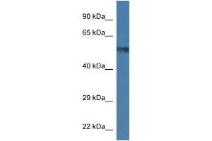 WB Suggested Anti-Uap1 Antibody   Titration: 1. (UAP1 抗体  (C-Term))