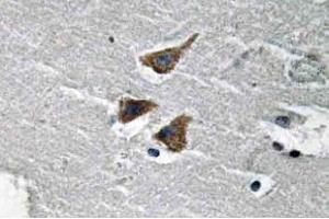 Immunohistochemistry (IHC) analyzes of uPA antibody in paraffin-embedded human brain tissue. (PLAU 抗体)
