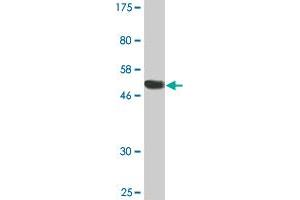 Western Blot detection against Immunogen (51. (RGS18 抗体  (AA 1-235))