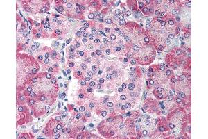 Anti-TM9SF4 antibody IHC of human pancreas. (TM9SF4 抗体  (N-Term))