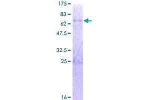 THAP10 Protein (AA 1-257) (GST tag)