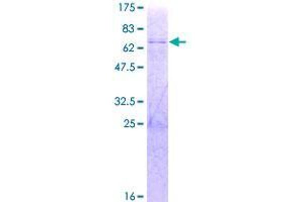 THAP10 Protein (AA 1-257) (GST tag)