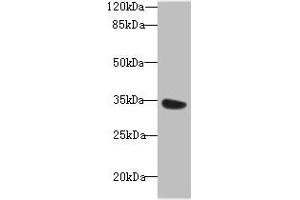 Western blot All lanes: MIOX antibody at 6 μg/mL + Mouse kidney tissue Secondary Goat polyclonal to rabbit IgG at 1/10000 dilution Predicted band size: 34, 25 kDa Observed band size: 34 kDa (MIOX 抗体  (AA 1-285))