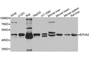 Western blot analysis of extracts of various cells, using EIF4A2 antibody. (EIF4A2 抗体)