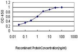 Detection limit for recombinant GST tagged KSR1 is approximately 0. (KSR1 抗体  (AA 301-400))