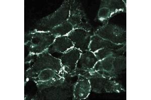 Immunofluorescent staining of 293 cells with anti-N-Cadherin. (N-Cadherin 抗体  (AA 802-819))