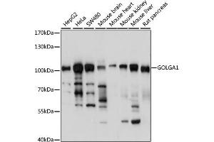 Western blot analysis of extracts of various cell lines, using GOLG antibody (4688) at 1:1000 dilution. (GOLGA1 抗体  (AA 1-300))