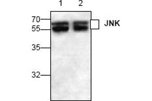 Image no. 1 for anti-Mitogen-Activated Protein Kinase 8 (MAPK8) (C-Term) antibody (ABIN127312) (JNK 抗体  (C-Term))