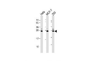 Western Blot at 1:2000 dilution Lane 1: Hela whole cell lysate Lane 2: MCF-7 whole cell lysate Lane 3: 293 whole cell lysate Lysates/proteins at 20 ug per lane. (KDELR1 抗体  (C-Term))