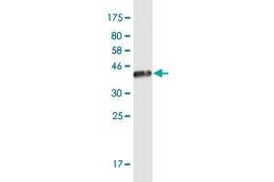 Western Blot detection against Immunogen (36. (JSRP1 抗体  (AA 1-100))